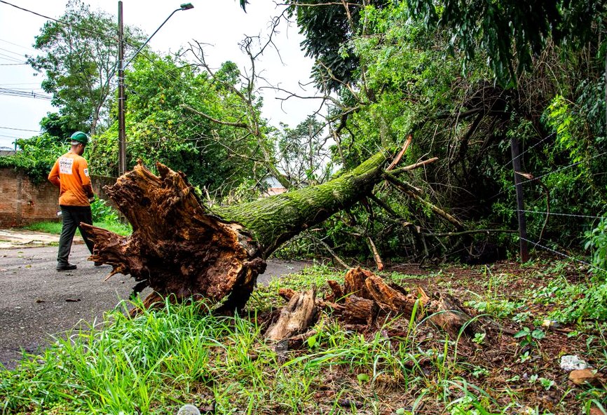 Hazardous Tree Removal in Hanford