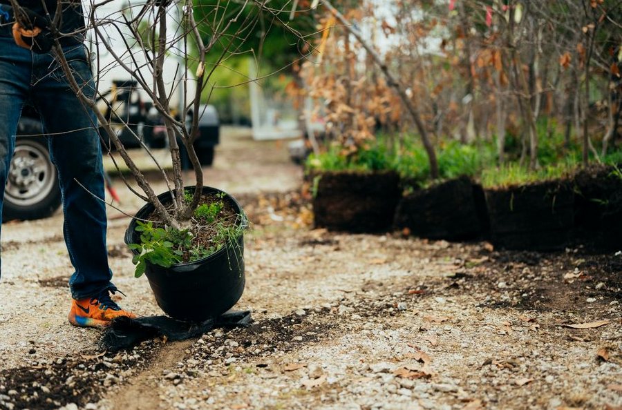 Tree Planting in Hanford