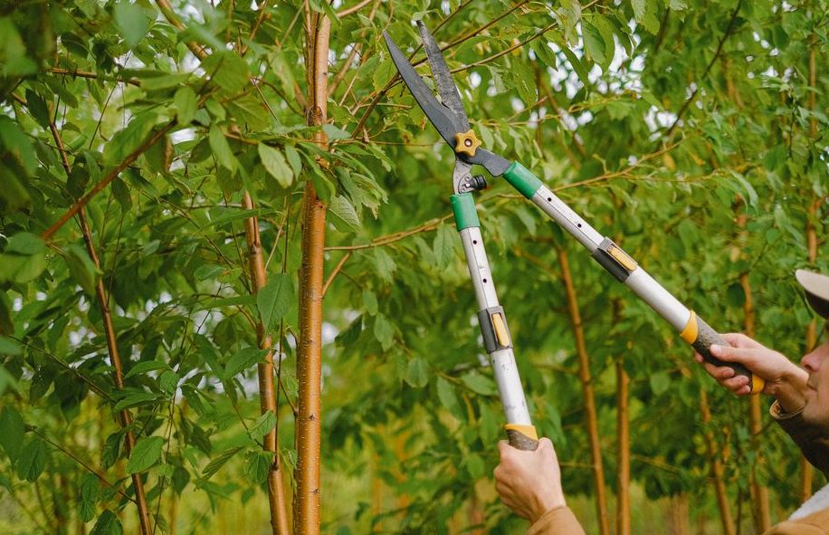 Tree Pruning in Hanford