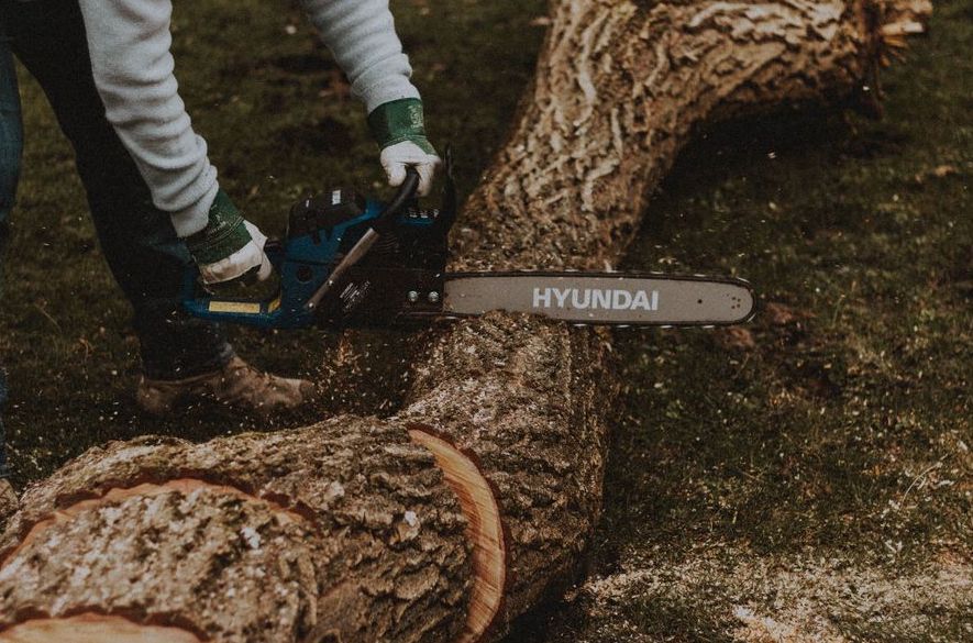 Tree Service Cost Guide in Hanford