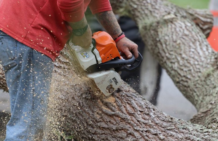 Tree Service How It Works in Hanford