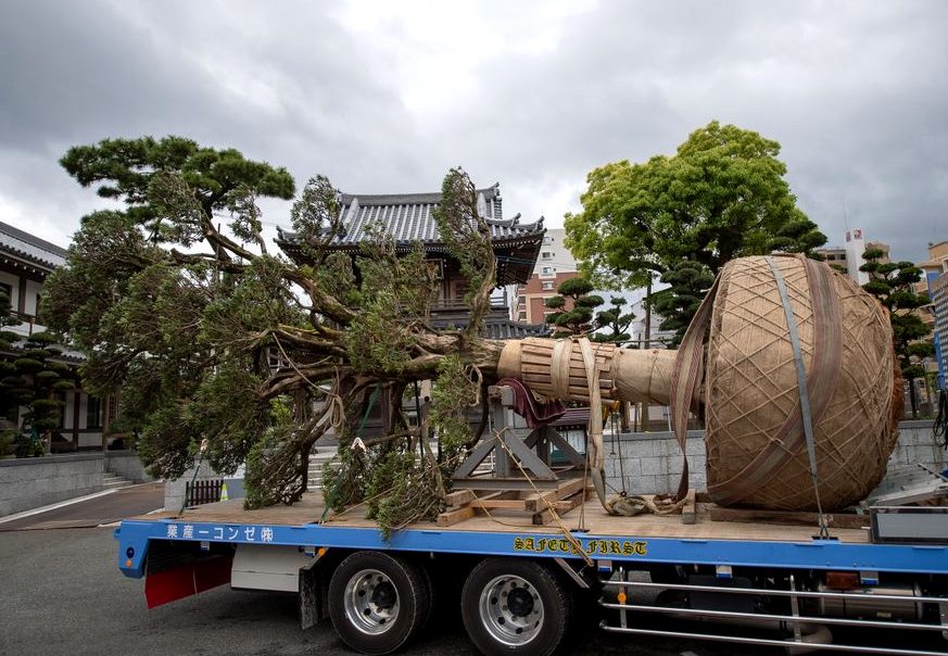 Tree Transplanting in Hanford